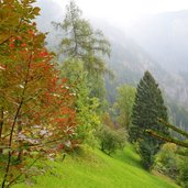 herbstwald am weg zum gsteierhof