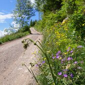 feldweg nr langes moos zur krabes alm