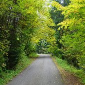 herbstwald am weg zum gsteierhof