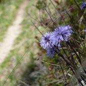 knopfblumen steiler aufstieg