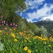 muenstertal landschaft fruehling