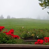 gasthof gsteier terrasse wiesen nebel