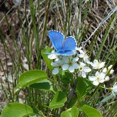 blaeuling schmetterling