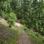 stundenweg pfad durch wald