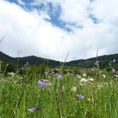 blumenwiesen bei tellabachtal