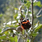 schmetterling admiral