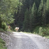 kuehe auf forstweg auerberg