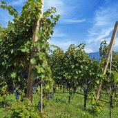 tramin schloss rechtental weinberge