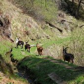 ziegen am neuwaal schlandrauntal