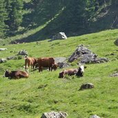 laaser tal almwiesen bei untere alm