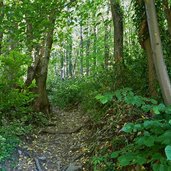 waldpfad kreither sattel richtung valplon