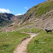 weg latzfonser kreuz hund