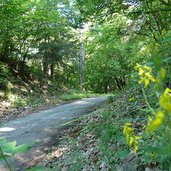 waldweg unterberg