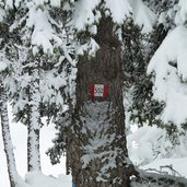 winterwald bei rosengarten karerpass weg