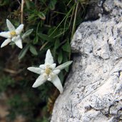 Rosengarten Kesselkogel