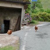 hennen auf strasse bei seit leifers