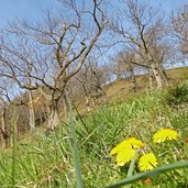 keschtnweg kastanienweg im fruehling feldthurns klausen