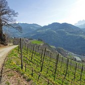 keschtnweg kastanienweg im fruehling feldthurns klausen