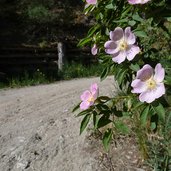 heckenrose weg von laatsch zum stundenweg