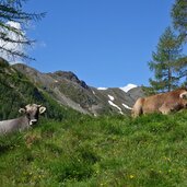 kuehe am weg aufstieg zu aeussere falkomaialm