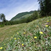 wiesen am stundenweg bei pradagrusch