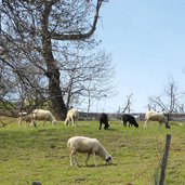 schafe bei feldthurns