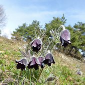 kuhschelle pulsatilla vulgaris