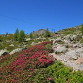 weg aufstieg zu aeussere falkomaialm alpenrosenweg