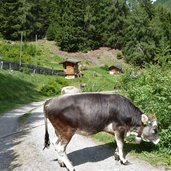 kuehe am stundenweg