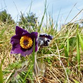 kuhschelle pulsatilla vulgaris