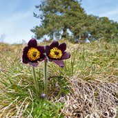 kuhschelle pulsatilla vulgaris