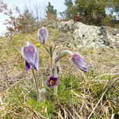 kuhschelle pulsatilla vulgaris