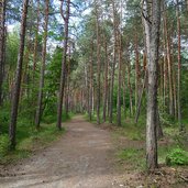 wald in prader sand