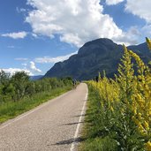 etschradweg bei salurn fruehling koenigskerzen ciclabile