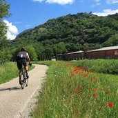 etschradweg bei neumarkt fruehling mohn egna ciclabile