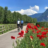 etschradweg bei auer fruehling mohn