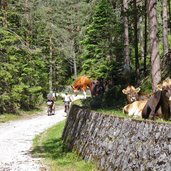 forststrasse weg mtb schluderbach nach plaetzwiese rad mtb