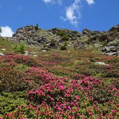 alpenrosenweg bei innerfalkomai