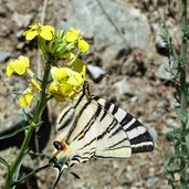 segelfalter schmetterling