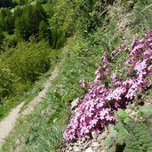 archaikweg bei stilfs