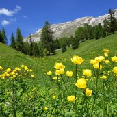 trollblumen auf plaetzwiesen