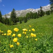 trollblumen auf plaetzwiesen