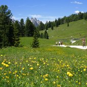 plaetzwiese fruehling strasse aus prags mtb