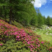 kirchbachtal steig weg A alpenrosen