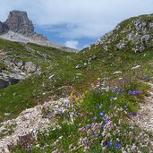 am weg zur dreizinnenhuette blumenwiese und sextner stein