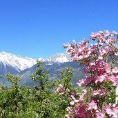 fruehling bei schenna