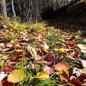 herbstlaub farbige blaetter von pappel am weg