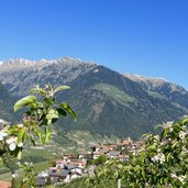 apfelbluete und schenna