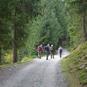 almweg ulfaseralm forststrasse wanderer