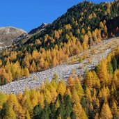 laerchenwald unter dem zinsnock herbst muehlbachtal